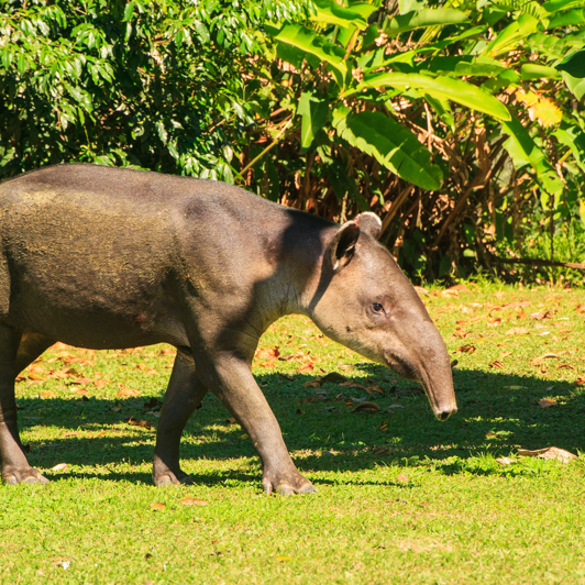 costa rica - Corcovado national park_bairds tapir_01