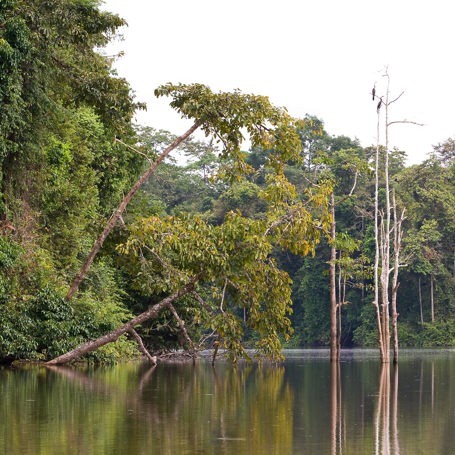 malaysia/borneo - borneo_kinabatangan_01