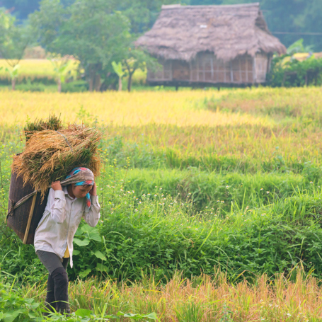 vietnam - mai chau_rismarker_02