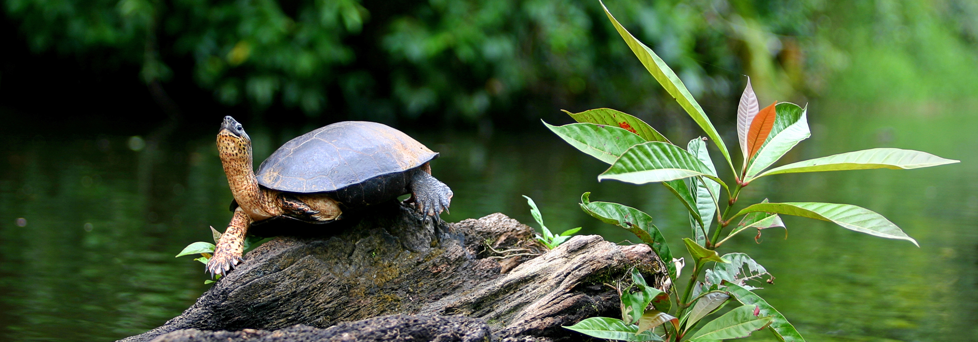 costa rica - tortuguero national park_skildpadde_01