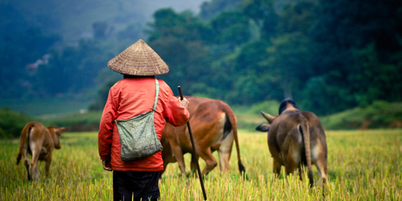 colombia - siem reap_rismark_mand_01