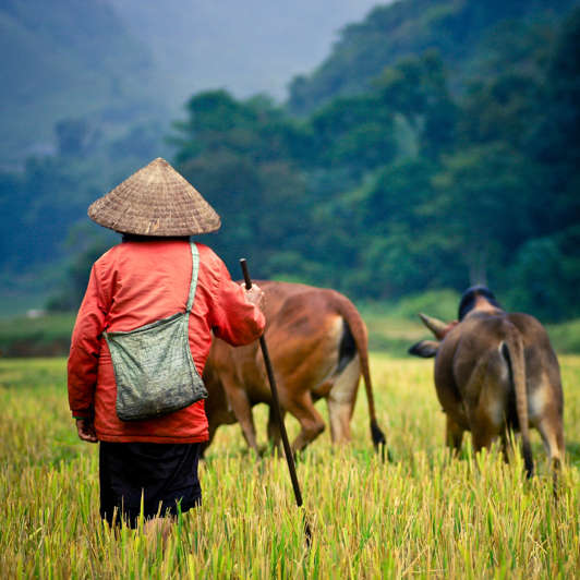 colombia - siem reap_rismark_mand_01