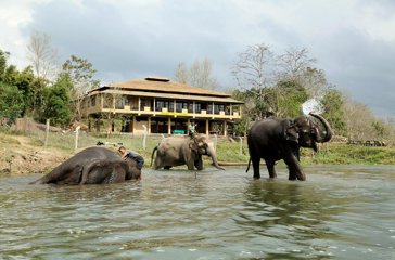 Jungle Villa Resort