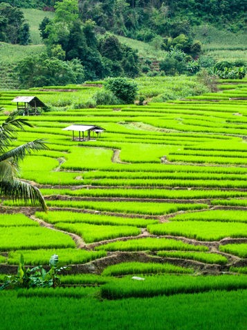 Rismarker i det nordlige Thailand
