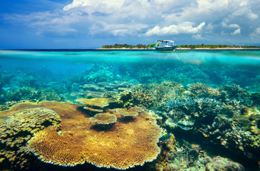 bali - gili_meno_koraller_01