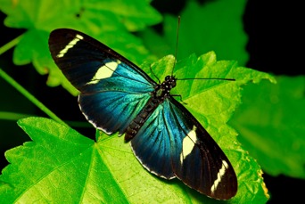 ecuador_sommerfugl_02