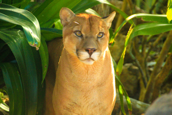 costa rica - rincon de la vieja_puma_01