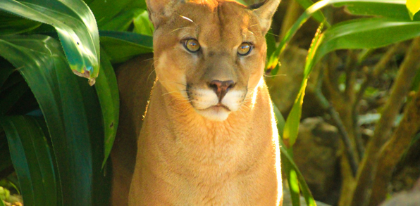 costa rica - rincon de la vieja_puma_01