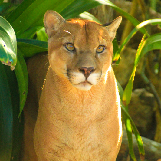 costa rica - rincon de la vieja_puma_01