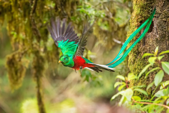 guatemala_puerto_quetzal_bird_01