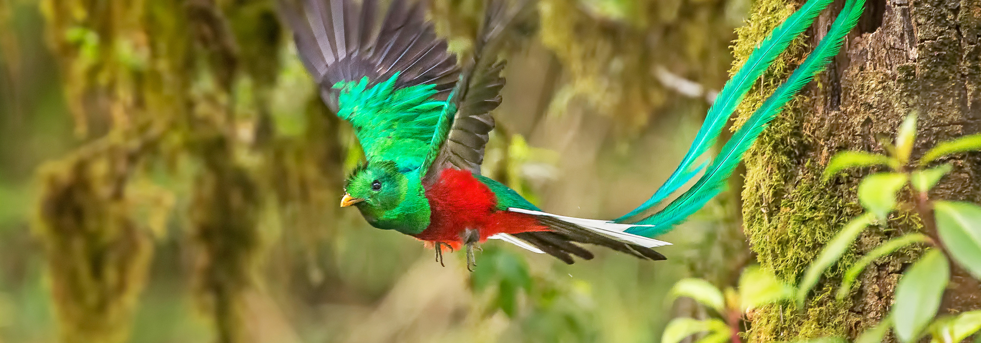 guatemala_puerto_quetzal_bird_01