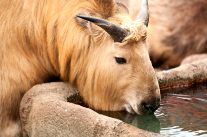 Bhutan Takin As 102002890