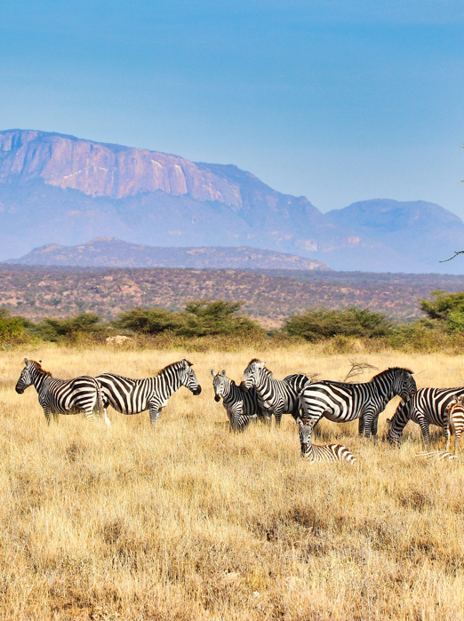 Kenya Samburu National Park Zebra Shutterstock 2448053375
