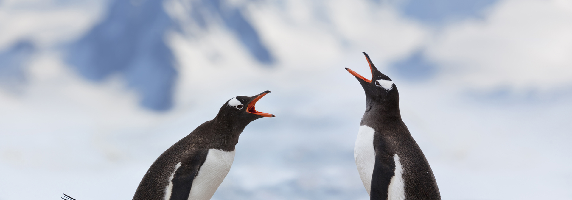 falkland_island_pingvin_02