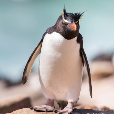 falkland_island_pingvin_04