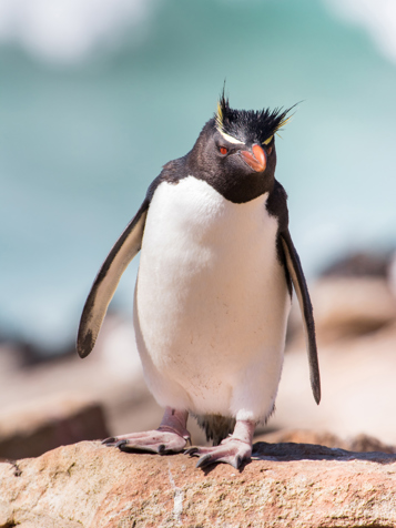 falkland_island_pingvin_04