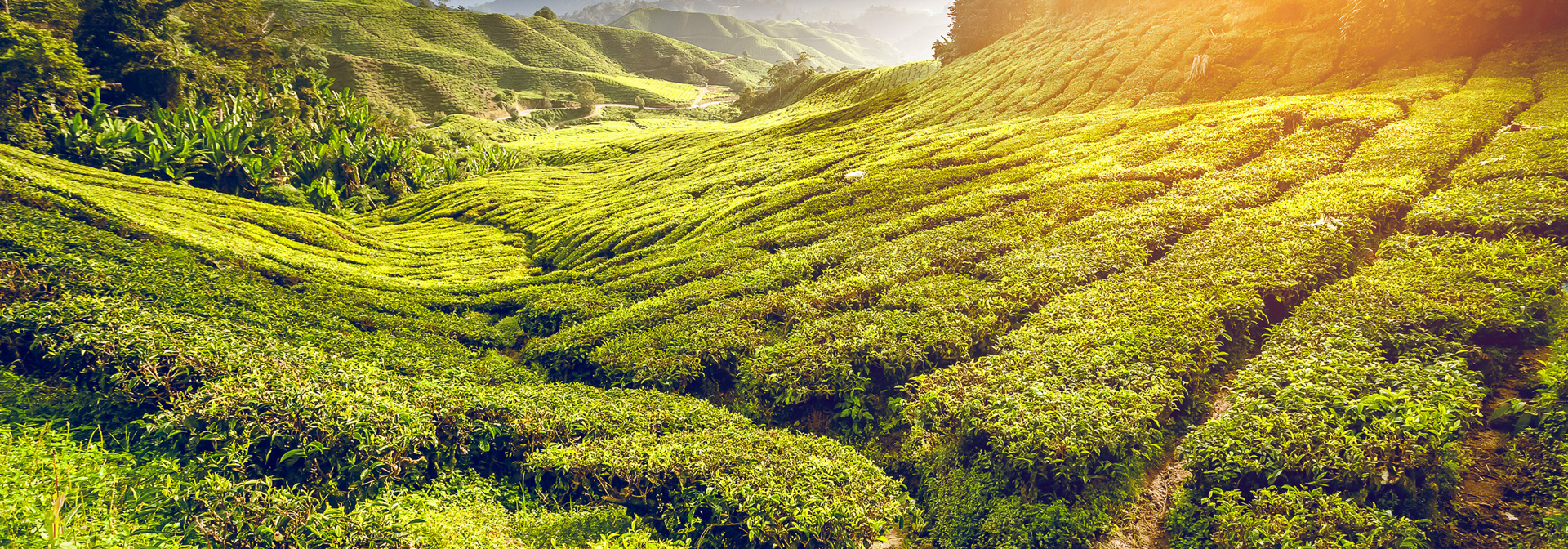 malaysia - cameron_te plantage_01