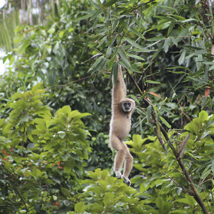 thailand - khao sok nationalpark_gibbon abe_01