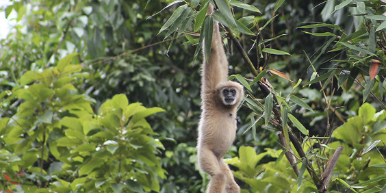 thailand - khao sok nationalpark_gibbon abe_01