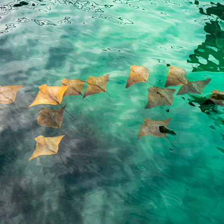 Galapagos_Santa Cruz_Golden Rays_01