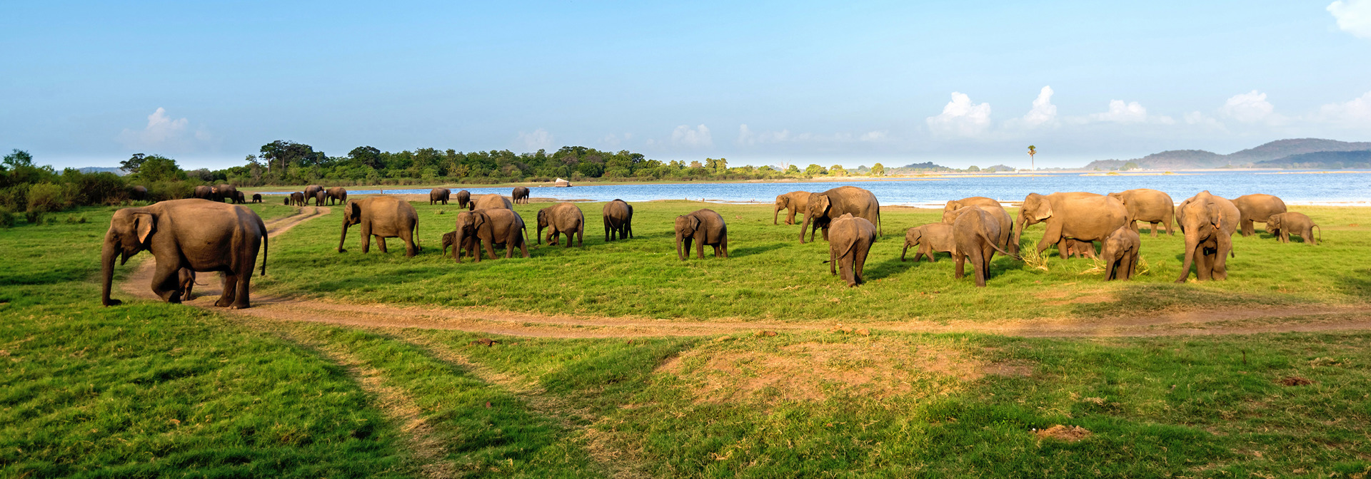 sri lanka - minneriya nationalpark_elefant_06