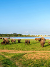 sri lanka - minneriya nationalpark_elefant_06