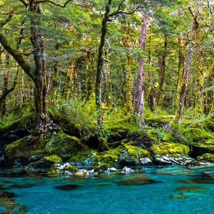 new zealand - aspring national park_skov_soe_01