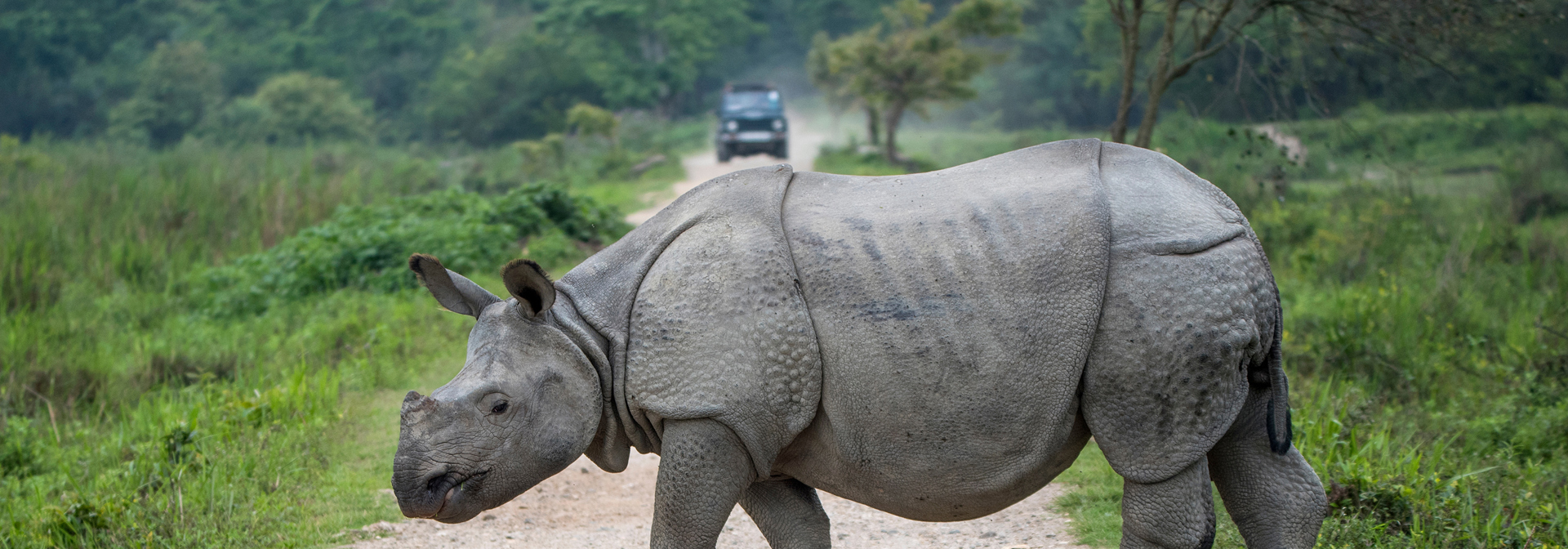 India Kaziranga Np Rhino Road