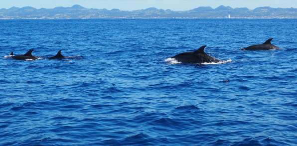 Azorerne_hvalsafari_02
