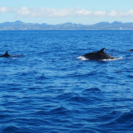Azorerne_hvalsafari_02