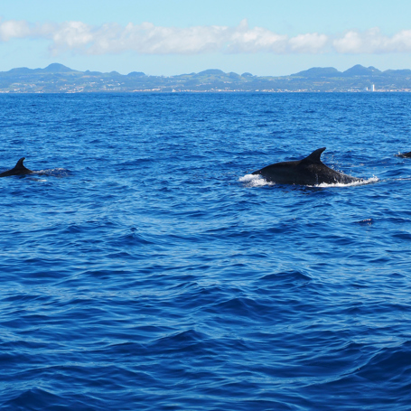 Azorerne_hvalsafari_02