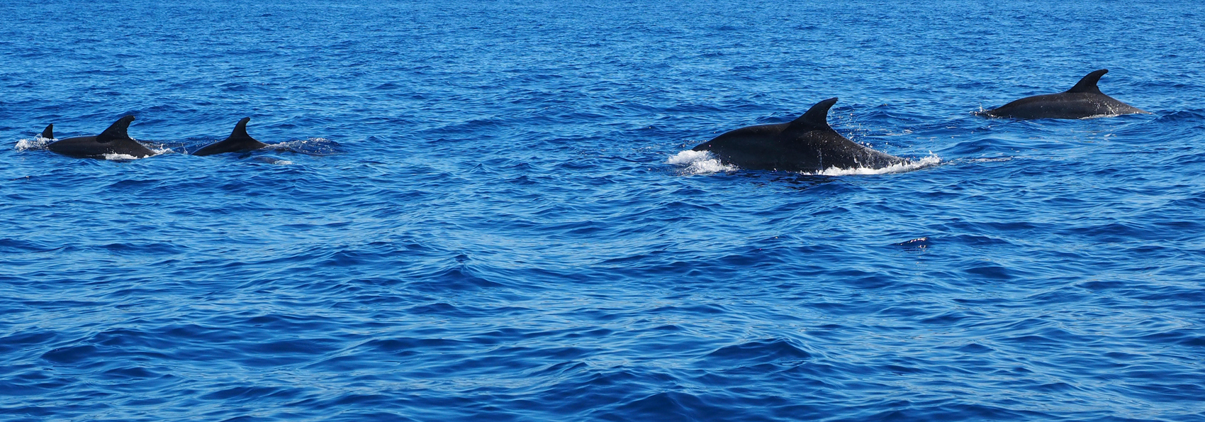 Azorerne_hvalsafari_02