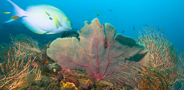 costa rica - cano island_snorkel_01