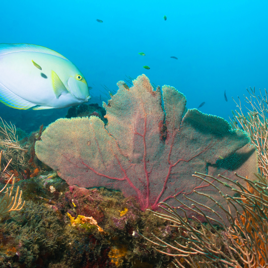 costa rica - cano island_snorkel_01