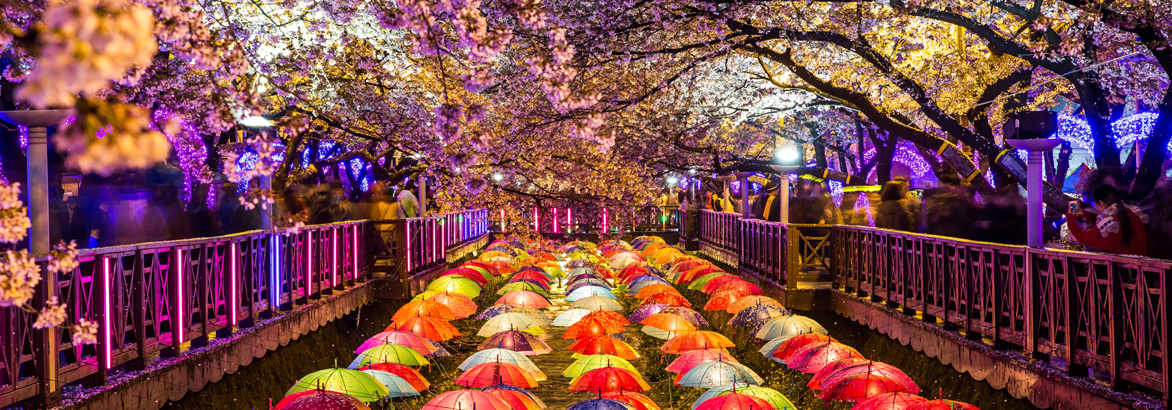 busan_cherre blossom_01