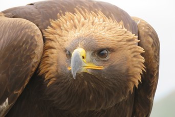 GOLDEN EAGLE SER VI