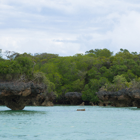 zanzibar_udflugt_mangrove_02