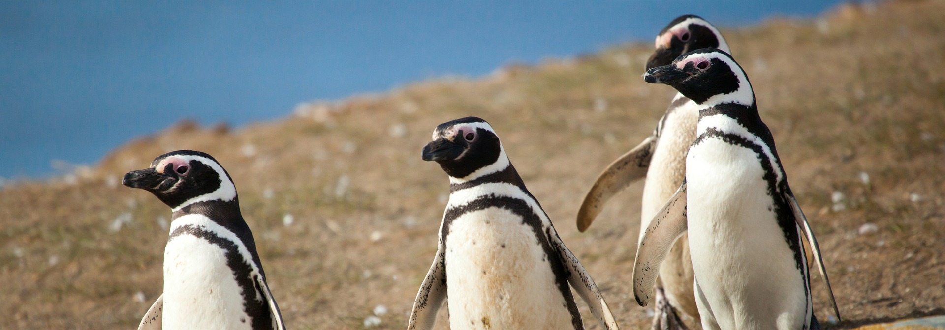 chile - kap horn_pengvin_02