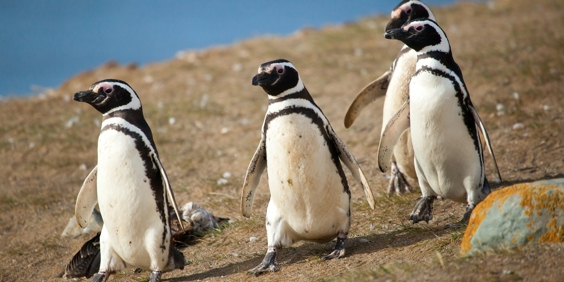 chile - kap horn_pengvin_02
