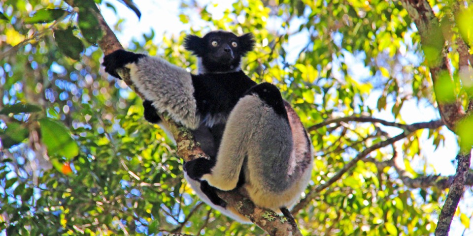 lemur indri_andasibe mantadia national park_01