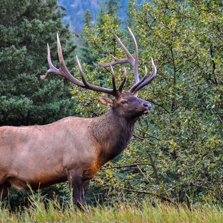 canada - canada_natur_elg_02