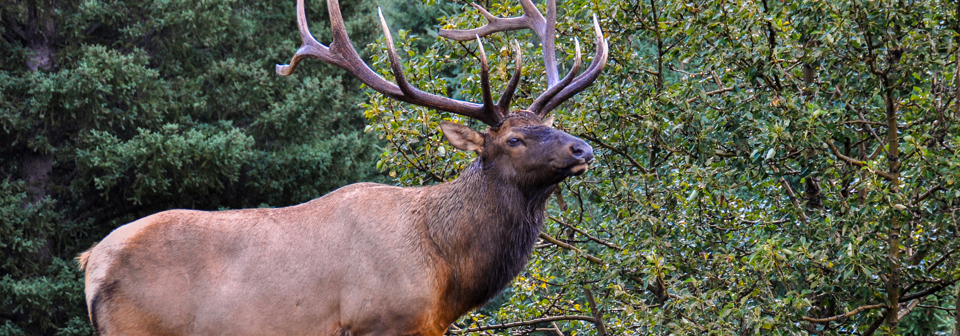 canada - canada_natur_elg_02