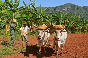 cuba - vinales bonde