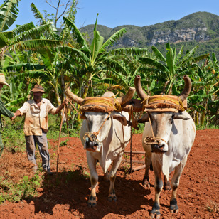 Landbruget er en ren tidslomme i Cuba