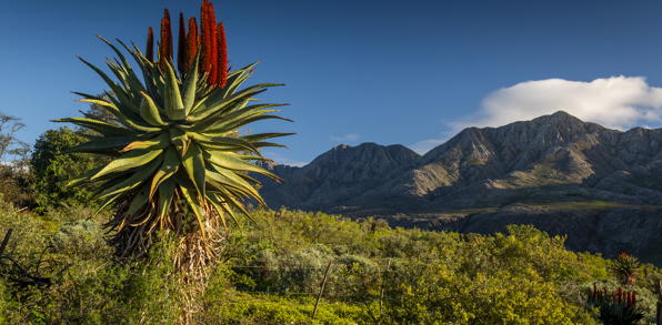 Swartberg Bjerge 02