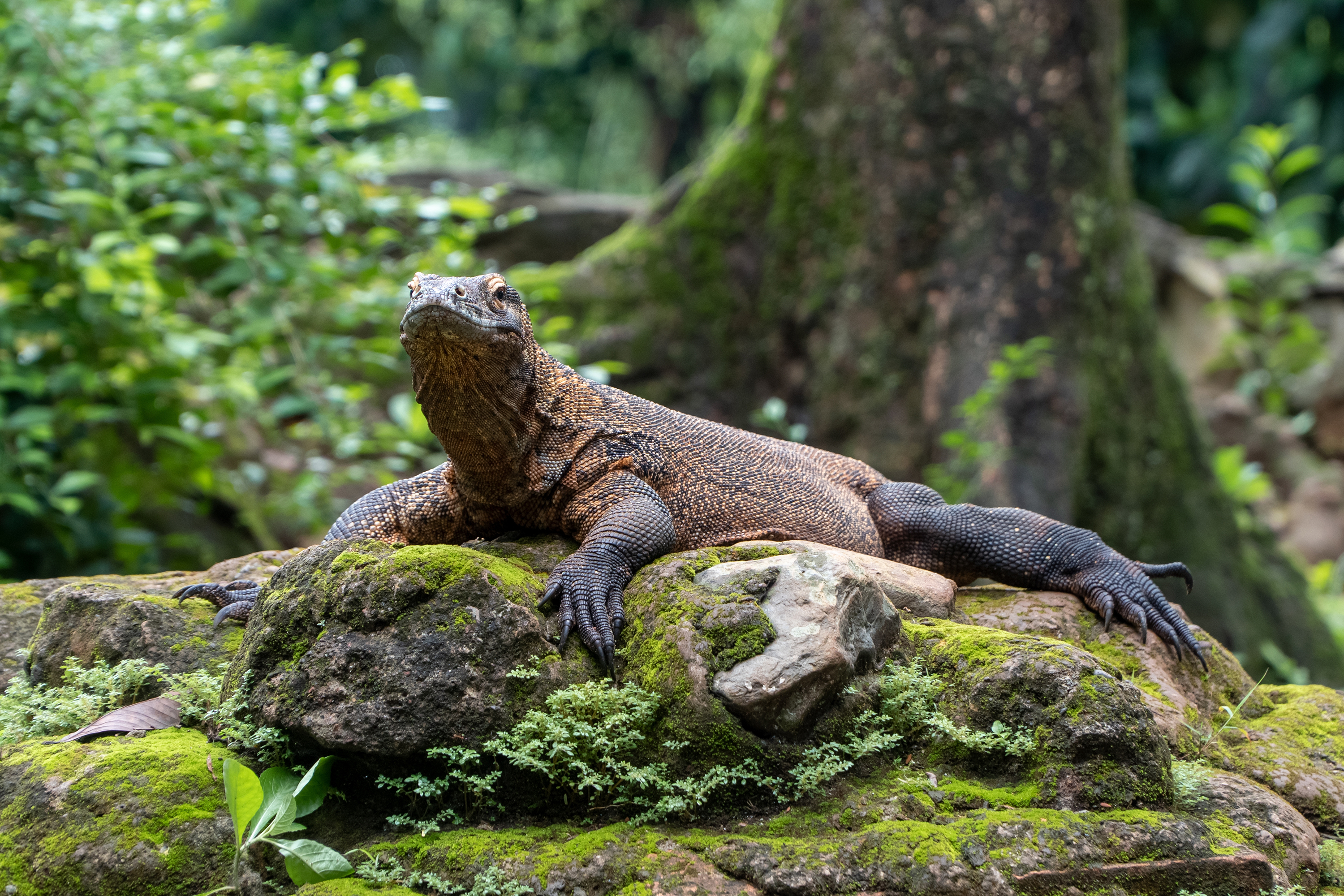 I tager på heldagstur med speedbåd i Komodo Nationalpark og ser varanerne. 