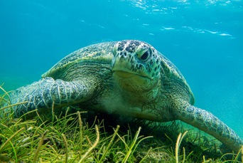 ... snorkler vi over et næsten uberørt koralrev med et rigt marineliv.