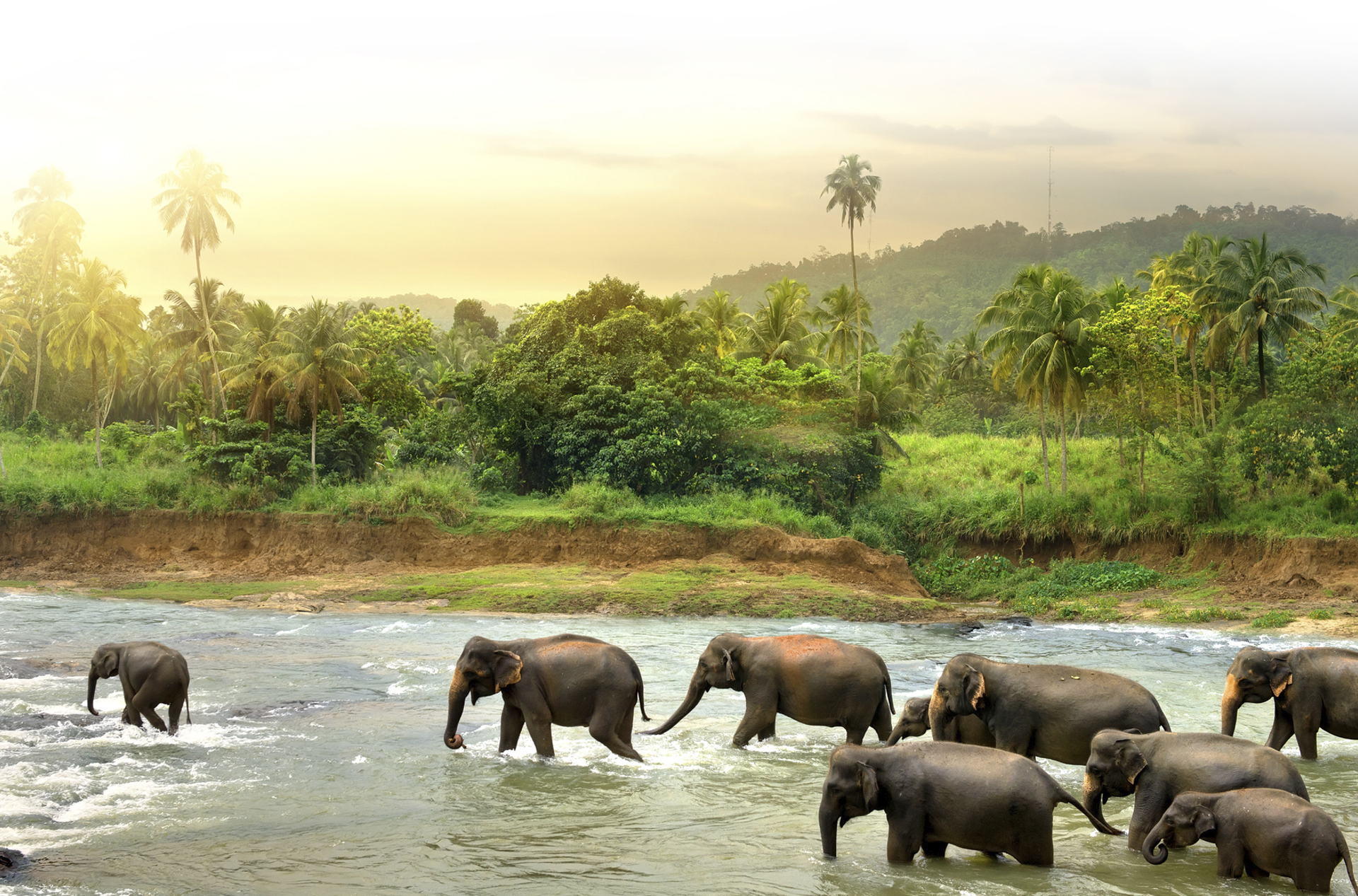sri lanka - minneriya nationalpark_elefant_13