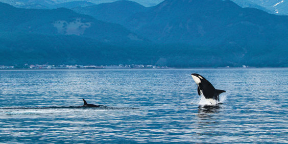 Hokkaido Shiretoko National Park Spækhuggere