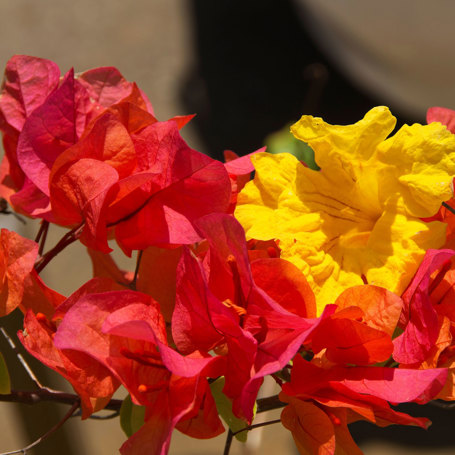 Jamaica Falmouth Blomst 2154539811